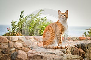 A red cat sits on a stone fence against the background of the sea. A lone cat looks up intently. Pet at a seaside resort