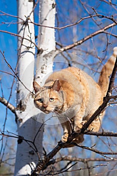 Red cat sits on a tree against the sky