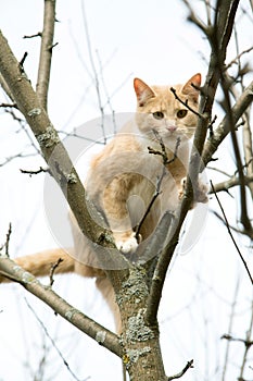 Red cat sits on a tree in spring