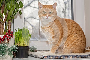 Red cat sits on the windowsill  and eats  grass
