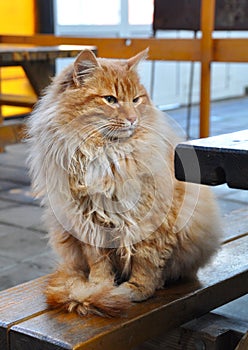 Red cat sitting on the bench.