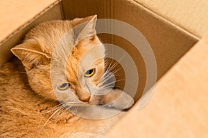 red cat sitting in a cardboard box.