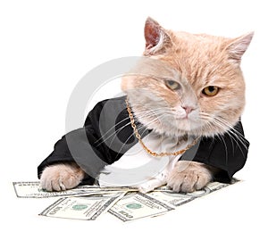 Red cat sitting on the dollar