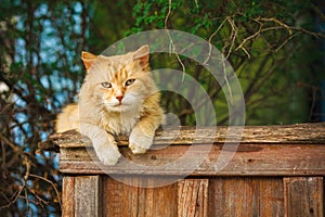 Red Cat Sitting On The Fence