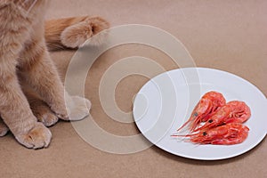 A red cat sitting next to a white plate with three prawns on it. Food for domestic cats