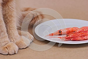 A red cat sitting next to a white plate with three prawns on it. Food for domestic cats