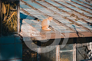 Red cat is sitting on the old roof.