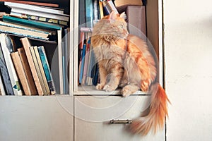 Red cat sitting on shelf with books at library