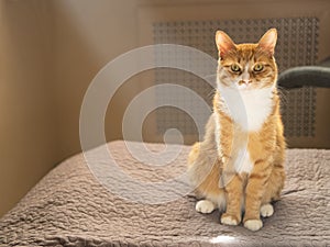 The red cat sitting straight on the gray bedcover in the sunbeams.