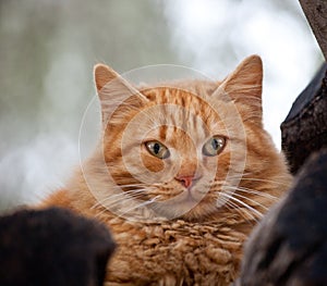 Red cat sitting on the tree close up