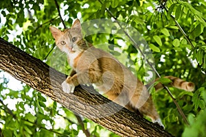 Red cat is sitting on a tree. scared look.