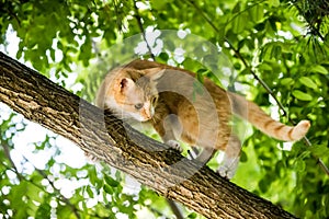 Red cat is sitting on a tree. scared look.