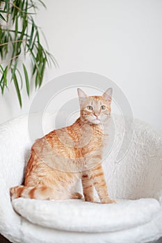 Red cat sitting on a white armchair