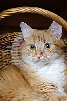 Red cat sitting in a wicker basket