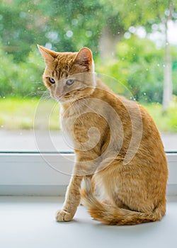 Red cat sitting at the window