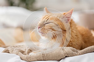 Red cat sleeping on blanket at home in winter