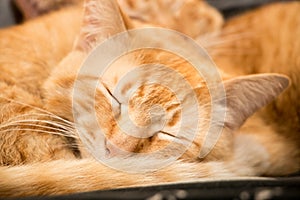 Red cat sleeping photo