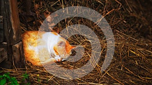 Red cat sleeping on the hay.