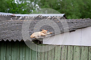 Red cat sleeping on the roof of a house in the village