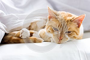 Red cat sleeping on a soft white blanket, close-up, cozy concept