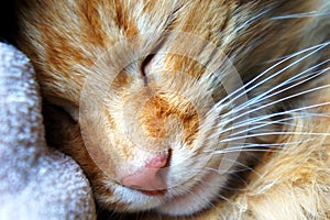 Red cat is sleeping sweet close-up