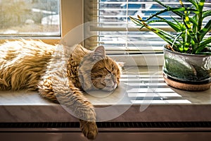Red cat sleeping on the windowsill