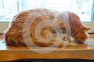 the Red cat sleeping on the windowsill