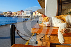 Red cat sleeps on a bench