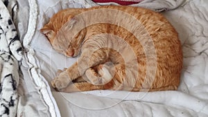 Red cat sleeps on a blanket, pets, animal