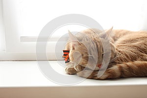 The red cat sleeps at a window