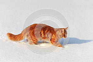 Red cat slinks on a snow