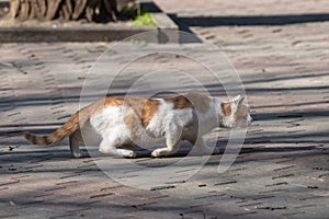 red cat sneaks hunting in a city park