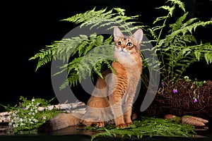 Red cat Somali in the fern