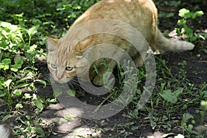 Red cat stares to the side and sneaks in the bushes snuggling to the ground, Closeup