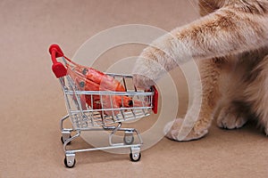 A red cat stretches its paw towards the red boiled shrimps lying in a toy shopping cart. Food and diet for cats