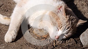 Red cat sunbathing in the sun