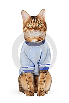 Red cat in a T-shirt on a white background