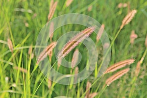 Red Cat Tail Grass Detail - Nature Color Background and Beauty