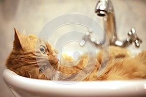 Red cat taking a bath