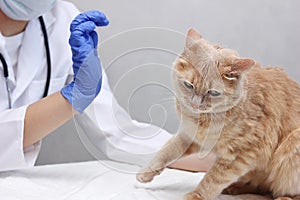 A red cat and a veterinarian. cat is being examined by a veterinarian