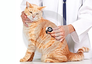 Red cat with veterinarian doctor.