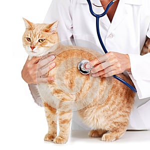 Red cat with veterinarian doctor.