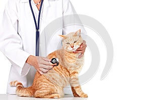 Red cat with veterinarian doctor. photo