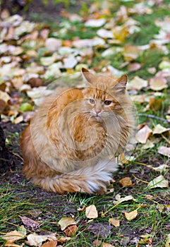 Red cat on a walk in the park autumn is sad