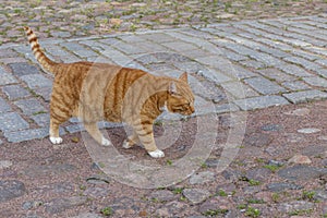 A red cat is walking on the cobbles of the old city. Celebrity fortress in Vyborg. Close-up