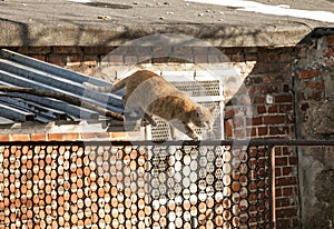 A red cat walking on a fence; Poland.