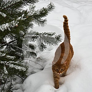Red cat walking on snow