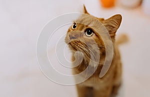 a red cat walks around the apartment. red cat relaxes in the living room. Suspicious funny pet looking on while enjoying