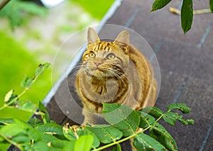 Red cat walks on the roof