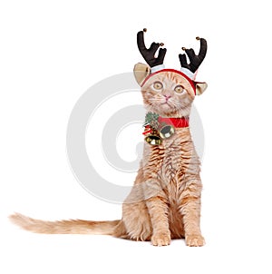 Red cat wearing christmas decorations